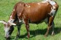 Хранене на крава преди отелване в частна ферма: диетични характеристики