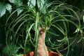 Plant Nolina (Bokarneya): paglalarawan, uri, pangangalaga