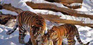 Амурский тигр краткая информация