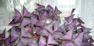 Цвете на пеперуда: грижи, поливане, снимка, размножаване и презасаждане