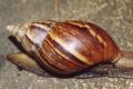 What to feed Achatina at home