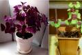 Photos of species, care for purple oxalis