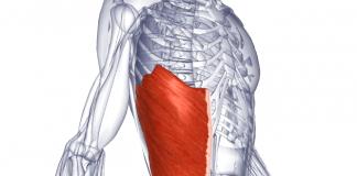 Eine Reihe von Übungen zum Training der schrägen Bauchmuskulatur