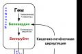 Причины повышения уровня билирубина в анализе мочи – значение исследования