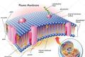 Membrane fabric: description and types