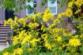 Doronicum orientalis - растения за сенчестата градина Doronicum засаждане и грижи на открито