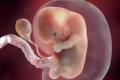 L'ottava settimana ostetrica di gravidanza: cosa succede nel corpo della madre e del feto?