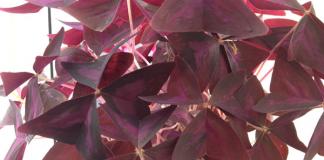 Oxalis comune - fiore di oxalis triangolare