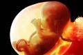 Az embrió fejlődése napok és hetek szerint Az embrió fejlődése a terhesség 9. hetében